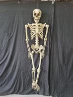 Halloween Skelet - 160cm, Ophalen of Verzenden, Nieuw