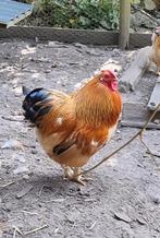 Mooie haan (Wyandotte) van circa 2 jaar zoekt nieuw thuis, Dieren en Toebehoren, Pluimvee, Mannelijk, Kip