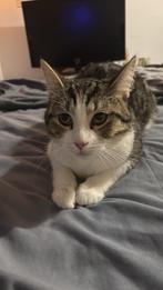 Katertje, Dieren en Toebehoren, Kater
