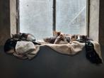 Lieve boerderijkittens te koop – 8 weken oud, mogen het nest, Dieren en Toebehoren, Katten en Kittens | Overige Katten, Meerdere dieren