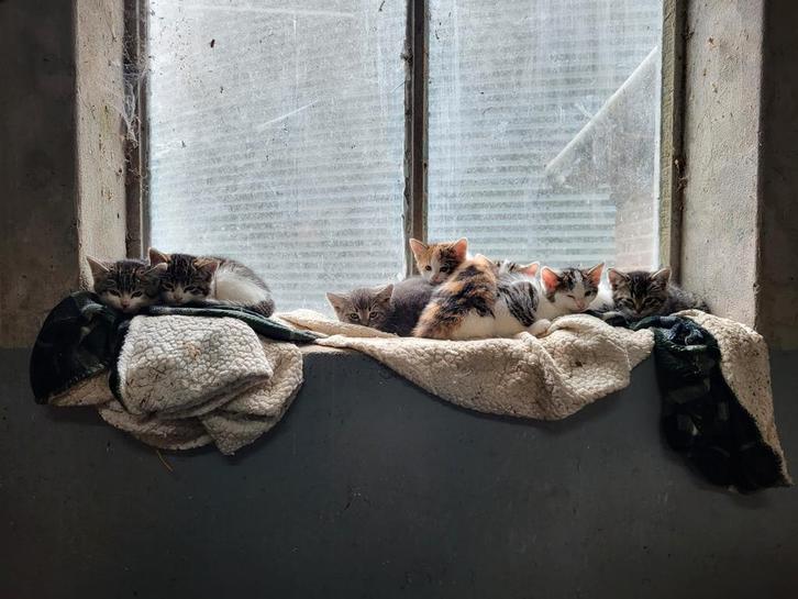 Lieve boerderijkittens te koop – 8 weken oud, mogen het nest, Dieren en Toebehoren, Katten en Kittens | Overige Katten, Meerdere dieren