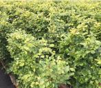 Kwekerij haagplanten - groene beuk, Ophalen of Verzenden, Overige soorten, Volle zon