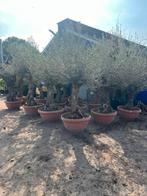 Olijfboom druif palmboom druivenstruik olijf leiboom laurier, Tuin en Terras, Planten | Bomen, Volle zon, Ophalen of Verzenden