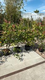 Photunia red robin of glansmispel struiken hoo.110/120, Ophalen, Zomer, Vaste plant, Halfschaduw
