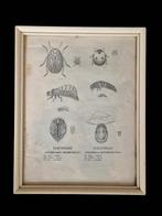 Vintage insecten print, Ophalen of Verzenden