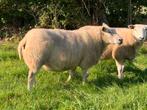 Ooi, Dieren en Toebehoren, Schapen, Geiten en Varkens, Vrouwelijk, Schaap