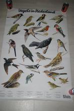 Poster met vogels in Nederland.    Uitgave van Sluis., Ophalen of Verzenden, Nieuw, Overige typen