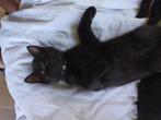 nog 1 zwart katertje, 50% ragdoll, Dieren en Toebehoren, Katten en Kittens | Overige Katten, Meerdere dieren, Kortharig, 0 tot 2 jaar