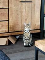 Baasje gezocht: 2 lieve poesjes (met benodigdheden), Dieren en Toebehoren, Katten en Kittens | Overige Katten