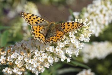 Vlinderstruik Buddleja, Wit bloeiend beschikbaar voor biedingen