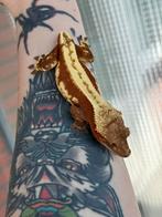 0.1 Red Harlequin wimpergekko vrouw, Dieren en Toebehoren, Reptielen en Amfibieën, Hagedis