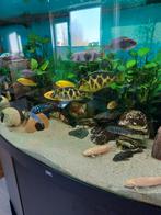Malawi Cicliden, Dieren en Toebehoren, Vissen | Aquariumvissen, Vis