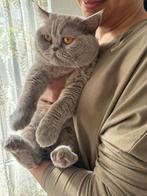 Herplaatsing Britse korthaar poes, Dieren en Toebehoren, Katten en Kittens | Raskatten | Korthaar, Poes