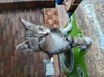 Kitten!!, Kater