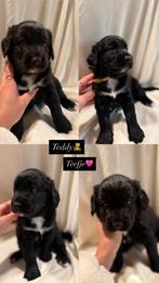 Puppy labrador x Friese stabij, Dieren en Toebehoren, 8 tot 15 weken, Labrador retriever, Meerdere, Meerdere dieren