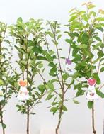 Goedkope fruitbomen appelbomen perenbomen pruimenbomen, Ophalen of Verzenden, In pot, Appelboom, Lente