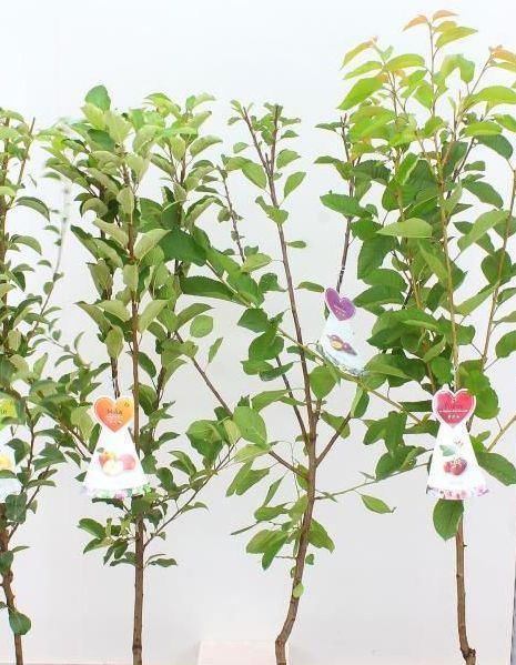 Goedkope fruitbomen appelbomen perenbomen pruimenbomen, Tuin en Terras, Planten | Fruitbomen, Appelboom, Lente, In pot, Ophalen of Verzenden