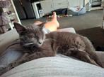 Kitten 4 maanden blauw/grijs, Dieren en Toebehoren, Katten en Kittens | Overige Katten, Poes, Kortharig, 0 tot 2 jaar