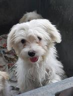 Mooie Sociale Maltezer pups, België, Maltezer, Particulier, Rabiës (hondsdolheid)