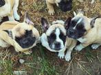Franse bulldog mix puppy’s, Dieren en Toebehoren, Honden | Bulldogs, Pinschers en Molossers, Parvo, Reu, 8 tot 15 weken, Bulldog