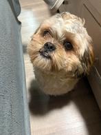 Dekreu, Dieren en Toebehoren, 1 tot 2 jaar, Eén hond, Nederland, Particulier