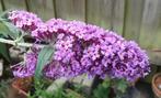 Vlinderstruiken (Buddleja) diverse hoogtes (tot 1m), Tuin en Terras, Planten | Struiken en Hagen, Struik, Vlinderstruik, Ophalen