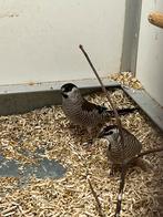1-1 Ceres Amadine, Meerdere dieren, Tropenvogel, Geringd