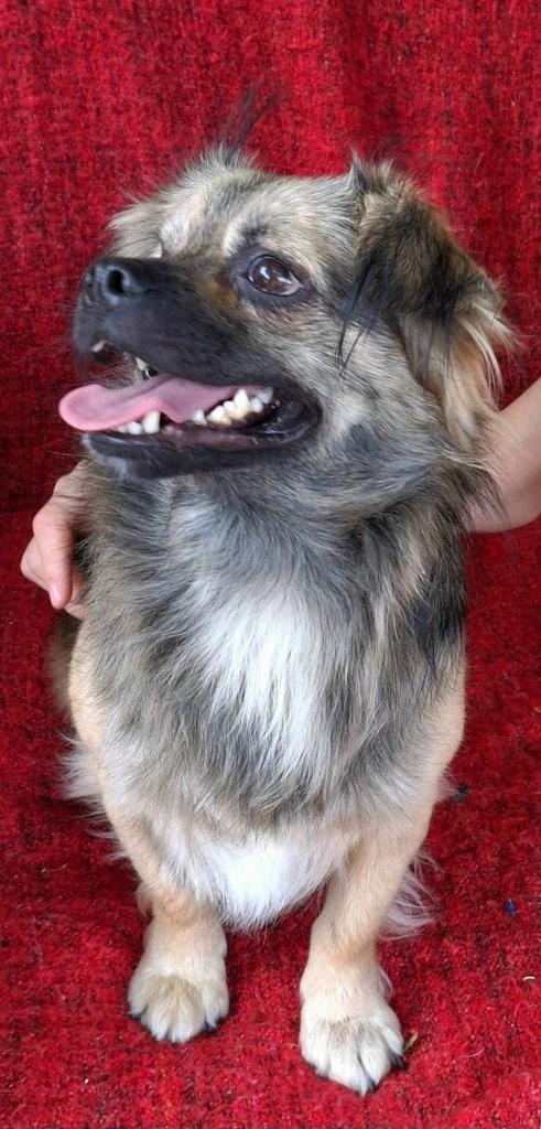 Vrolijke, vriendelijke  jongen zoekt huis., Dieren en Toebehoren, Honden | Niet-rashonden, Klein, Reu, Particulier, Eén hond, Buitenland