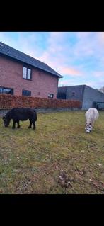 Shetlander aangeboden voor lease bijrijder gezocht, Dieren en Toebehoren, Stalling en Weidegang