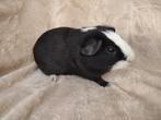 Mooi jong cavia beertje / man, Dieren en Toebehoren, Knaagdieren, Mannelijk, Cavia, Na 1 juli 2024, Tam