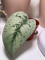 Scindapsus Pictus Exotica Stekje, Ophalen, Overige soorten, Halfschaduw, In pot