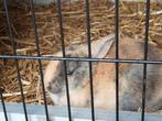 Dwerg konijn, Dieren en Toebehoren, Vrouwelijk, Dwerg