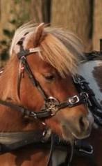 Mini shetlander Hackamore/kaptoom hoofdstel te koop, Dieren en Toebehoren, Ophalen of Verzenden