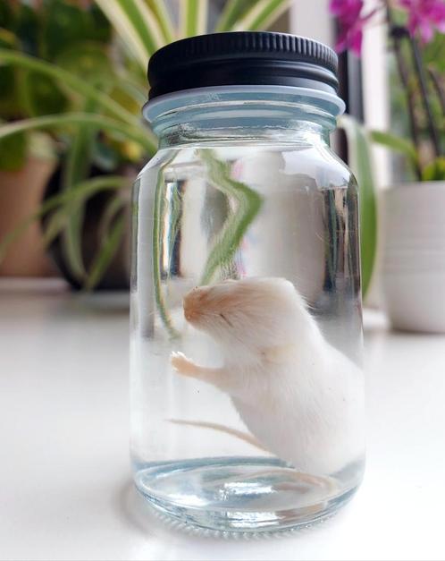Witte muis op sterk water, Verzamelen, Dierenverzamelingen, Zo goed als nieuw, Opgezet dier, Overige soorten, Ophalen of Verzenden
