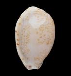 Schelpen: Cypraea declivis 22,6mm (F+++/Gem), Ophalen of Verzenden, Schelp(en)