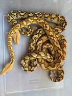 Python Reticulatus, Slang