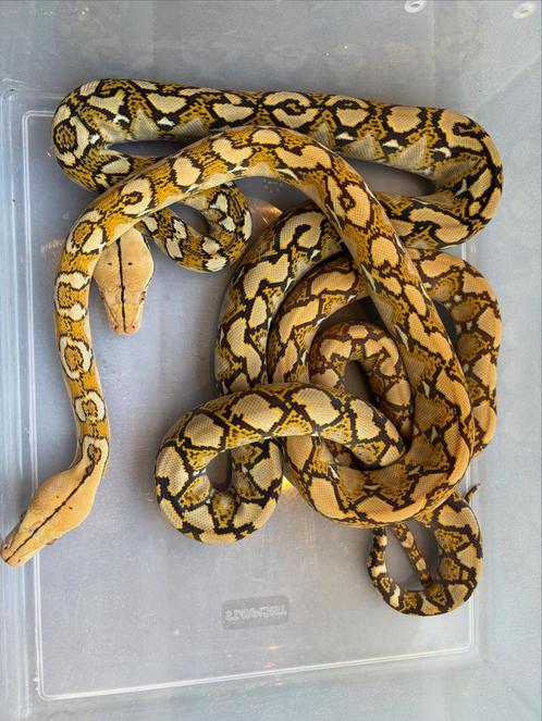 Python Reticulatus, Dieren en Toebehoren, Reptielen en Amfibieën, Slang