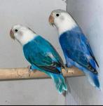 Schitterende koppel Agapornis Fischeri, Dieren en Toebehoren, Vogels | Parkieten en Papegaaien, Meerdere dieren, Dwergpapegaai of Agapornis