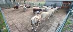 Rammen te koop, Dieren en Toebehoren, Schapen, Geiten en Varkens, Mannelijk, Schaap, 0 tot 2 jaar