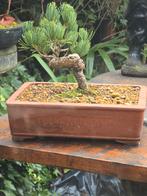 Bonsai pinus parviflora 15jr 20cm in mooie pot, Ophalen, Bloeit niet, Halfschaduw, Overige soorten