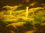 citroen garnaaltjes mooi geel met neon stripe ook verzenden, Dieren en Toebehoren, Vissen | Aquariumvissen, Zoetwatervis, Kreeft, Krab of Garnaal