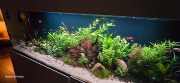 Zeer net maatwerk aquarium van 200bx60dx65h beschikbaar voor biedingen