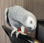 Handtamme mega lieve pratende grijze roodstaart papegaai!, Dieren en Toebehoren, Vogels | Parkieten en Papegaaien