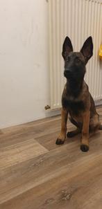 Herder teef, Dieren en Toebehoren, Honden | Herdershonden en Veedrijvers, Rabiës (hondsdolheid), 15 weken tot 1 jaar, Teef, Eén hond