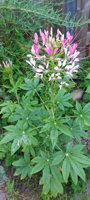 Kattensnor mix beschikbaar voor biedingen