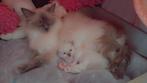 Ragdoll moeder en dochter, Dieren en Toebehoren, Katten en Kittens | Raskatten | Langhaar, Poes, Met stamboom