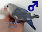 Tamme jonge Agapornis Roseicollis mannen DNA getest, Mannelijk, Dwergpapegaai of Agapornis, Geringd