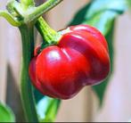 Zaden Peper Pumpkin Chïlï - Capsicum baccatum, Tuin en Terras, Bloembollen en Zaden, Ophalen of Verzenden, Voorjaar, Volle zon