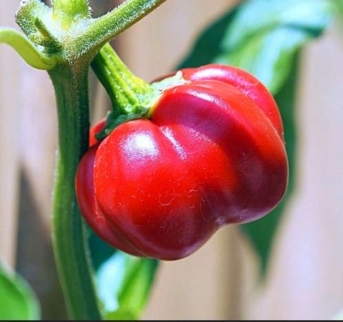 Zaden Peper Pumpkin Chïlï - Capsicum baccatum, Tuin en Terras, Bloembollen en Zaden, Zaad, Voorjaar, Volle zon, Ophalen of Verzenden