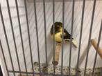 Gloster kanaries mannen, Dieren en Toebehoren, Vogels | Kanaries, Mannelijk, Postuurkanarie